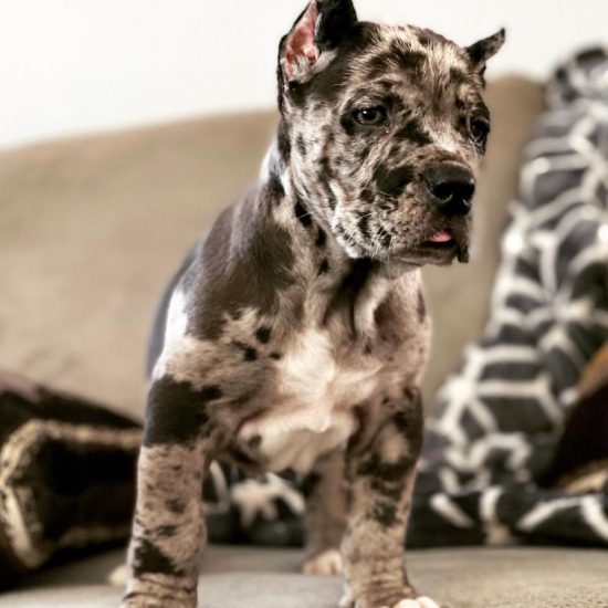 Rex