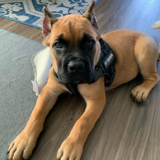 Zeus
